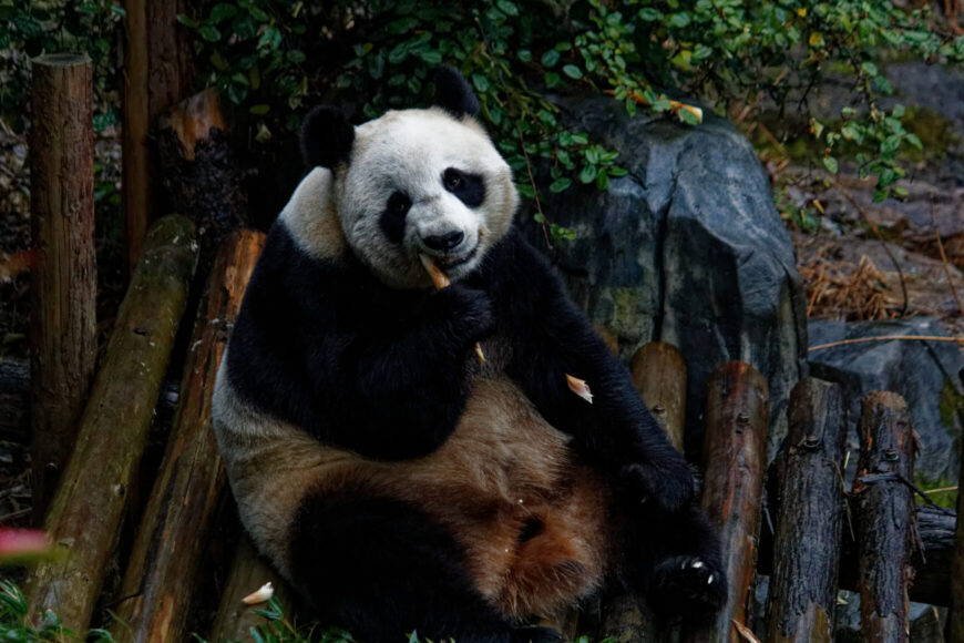 Großer Panda bei essen von Bambus